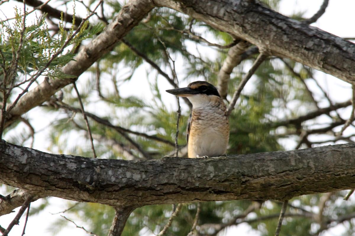 Sacred Kingfisher (Todiramphus sanctus)